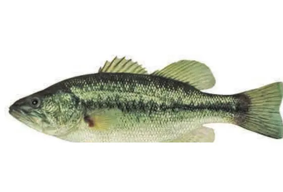 Achigan